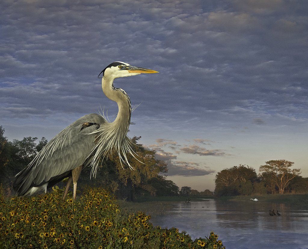   Great Blue Heron Watching Birds  ©2023 