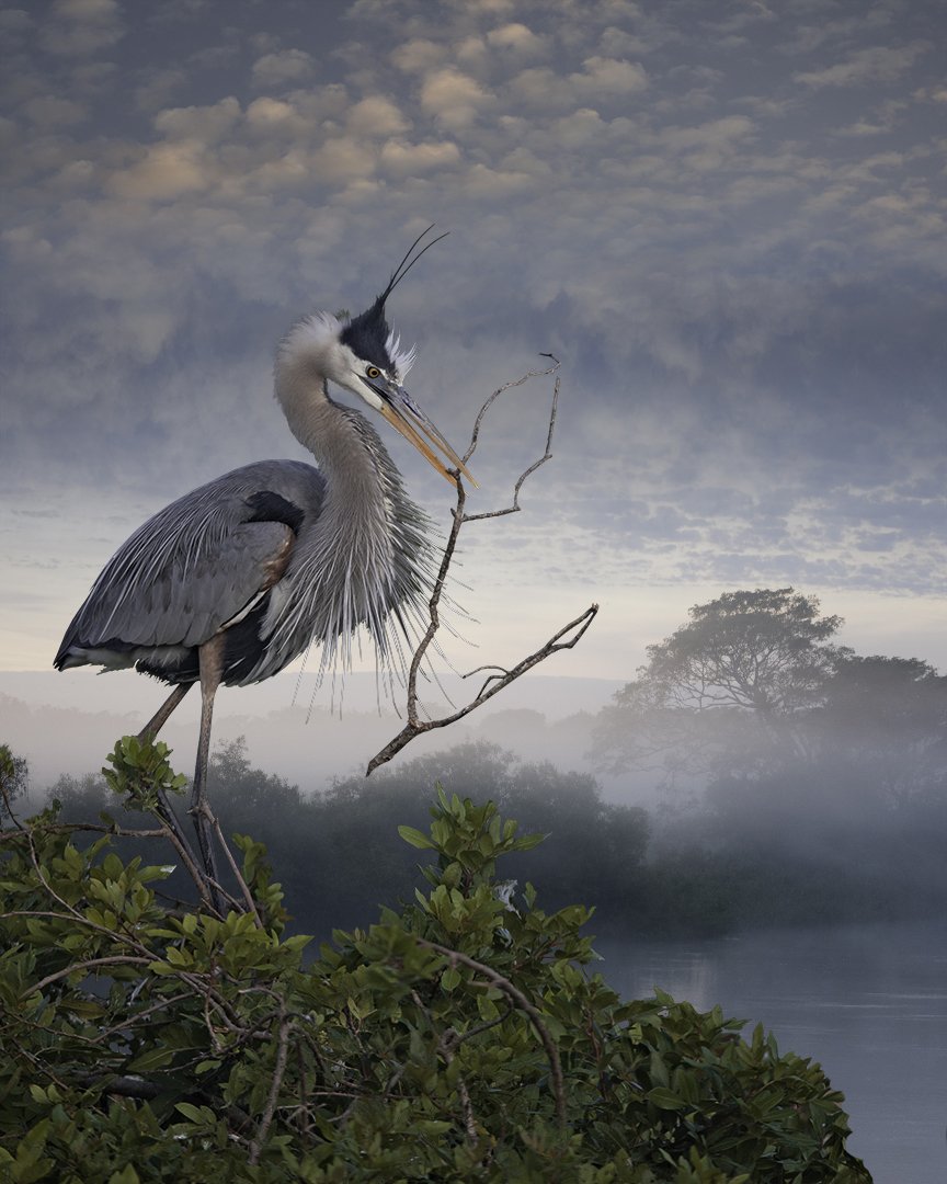   Great Blue Carrying a Big Stick  ©2023 