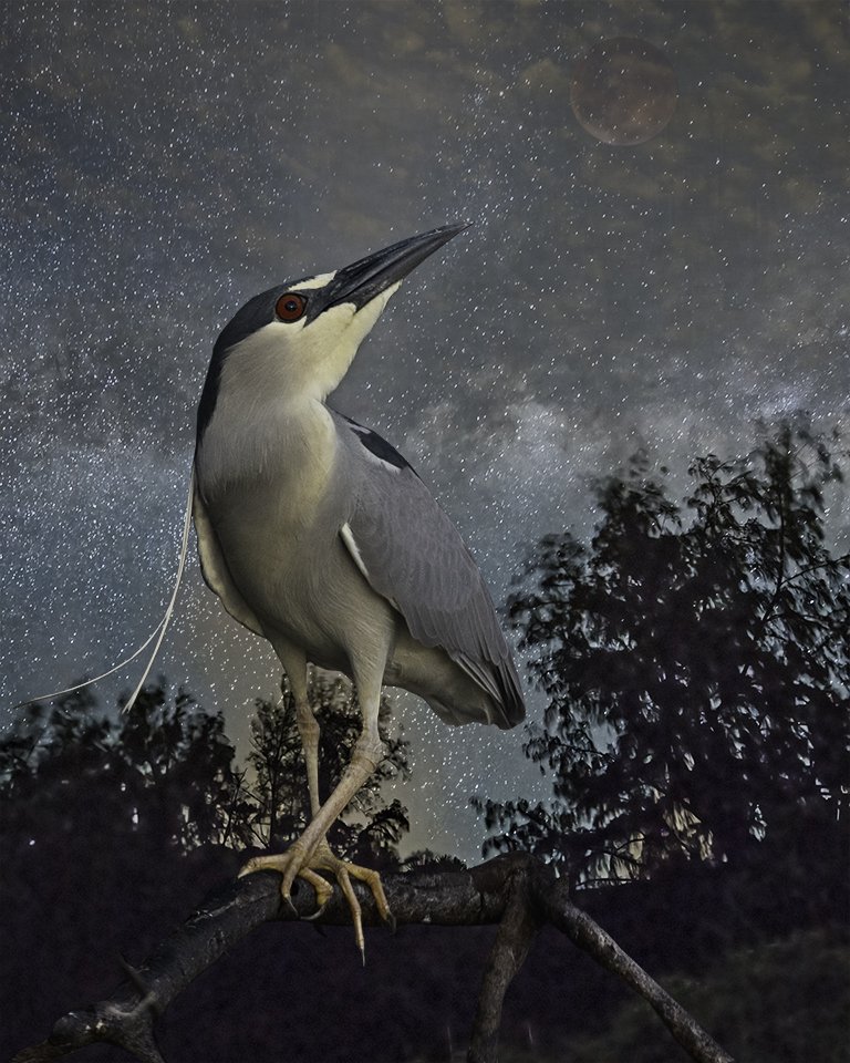   Black-crowned Night Heron Stargazing ©2023    