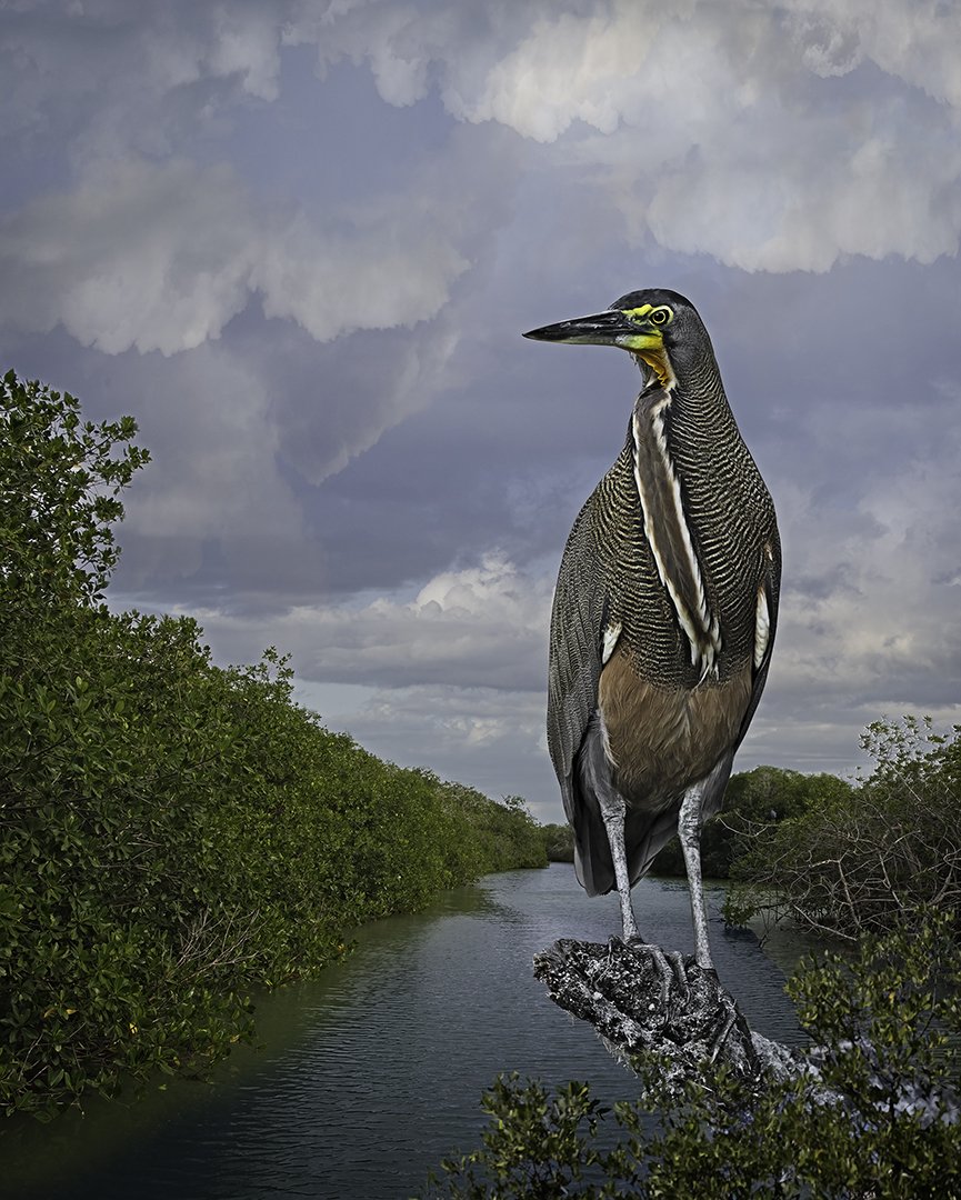   Bare-throated Tiger Heron ©2023  