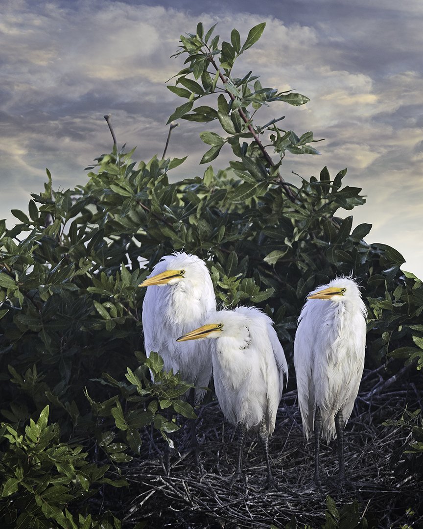   Three Great Egret Chicks  ©2023 