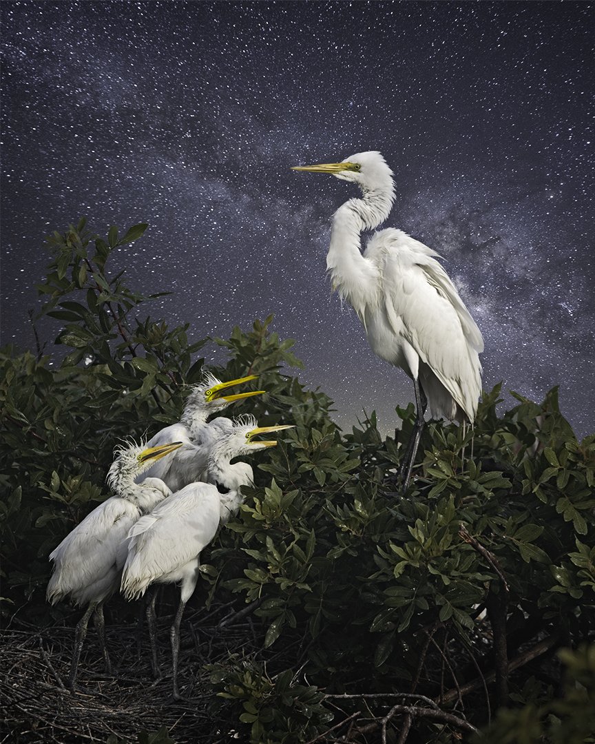   Great Egret and the Chicks  ©2023 