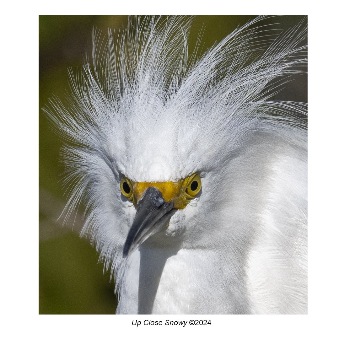 up close snowy egret.jpg