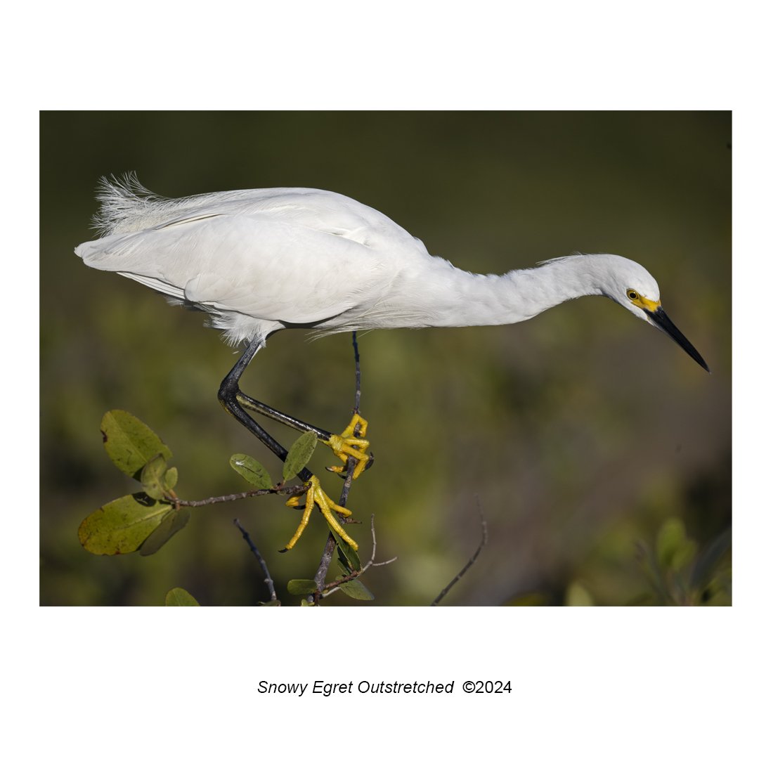 snowy egret outstretched.jpg
