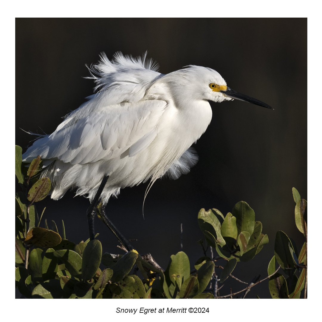 snowy egret at merritt.jpg