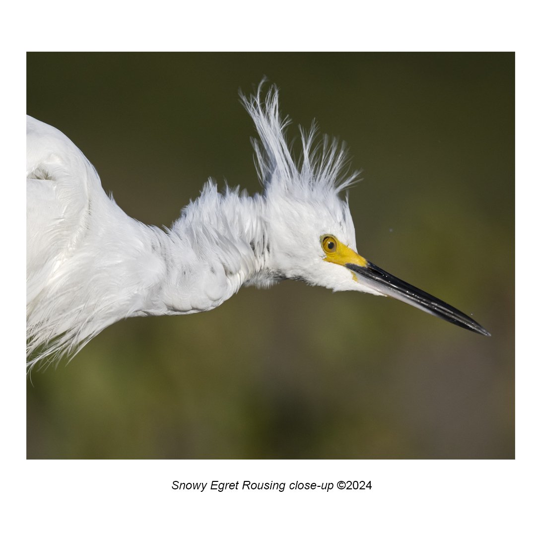 snowy egret rousing close up.jpg