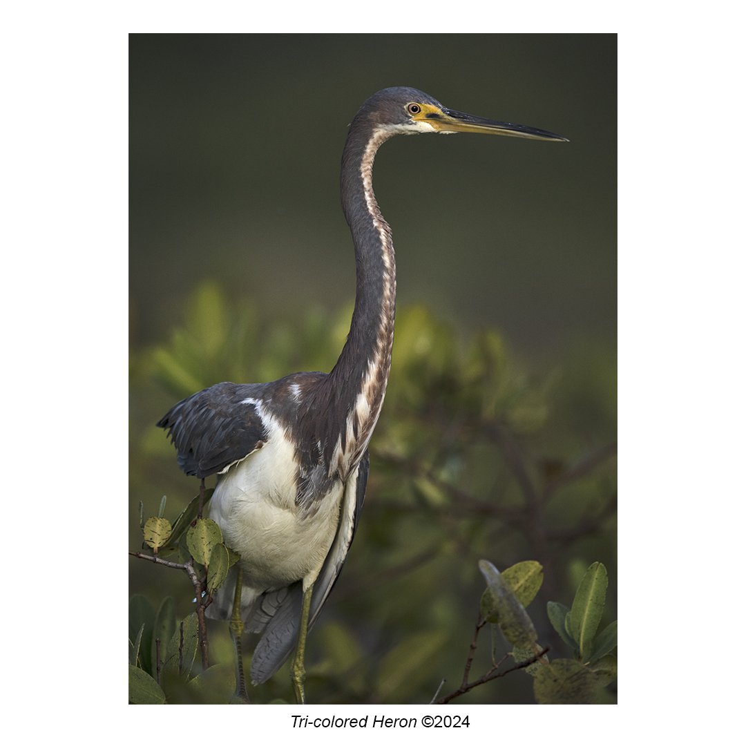 tri-colored heron_2024.jpg