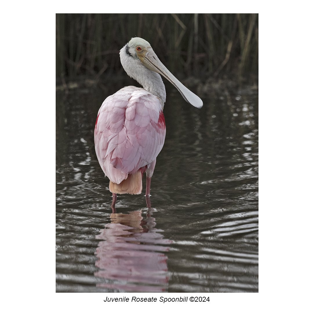 juvenile roseate spoonbill_IG.jpg