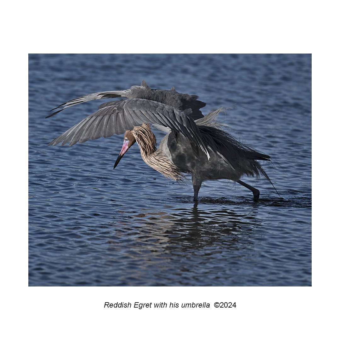 reddish egret with his umbrella.jpg