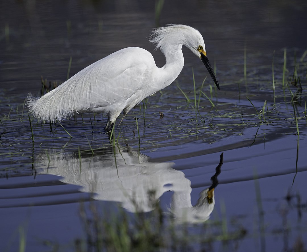 snowy reflection carp_CMZ2602)_IG.jpg