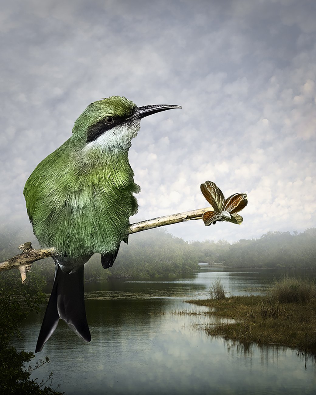 Swallow-tailed Bee-Eater and a Poison Ivy Branch ©2025
