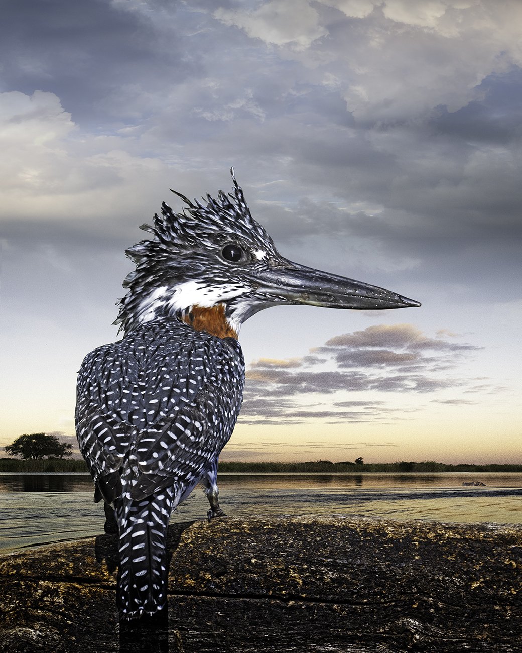 Giant Kingfisher ©2025