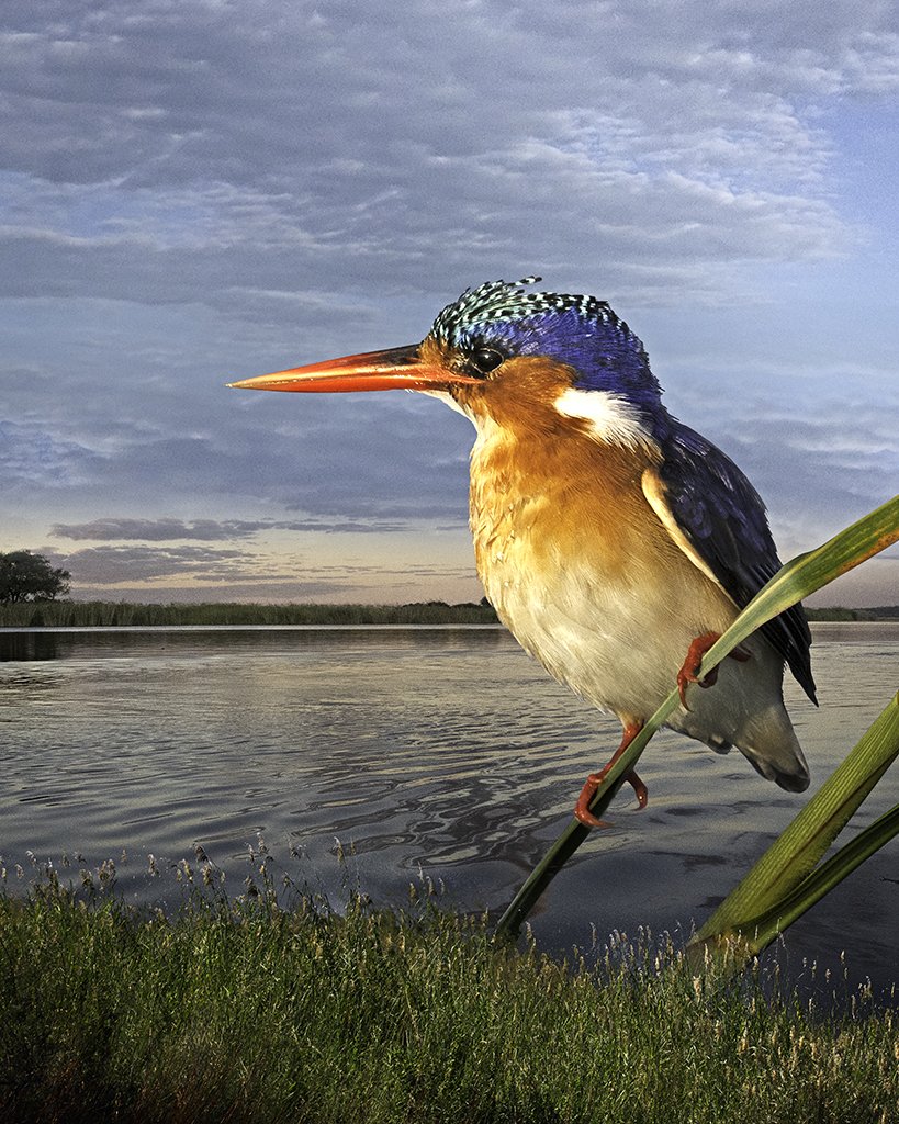 Malachite Kingfisher on Papyrus Leaves ©2025