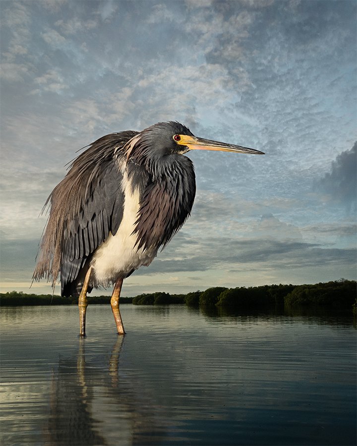   Tri-colored Heron Reflection  ©2026 