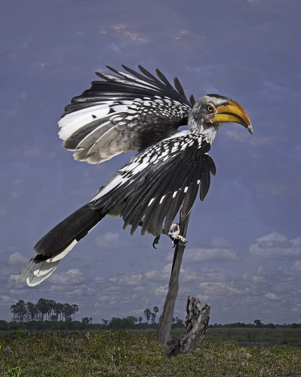   Southern Yellow-billed Hornbill  ©2026 