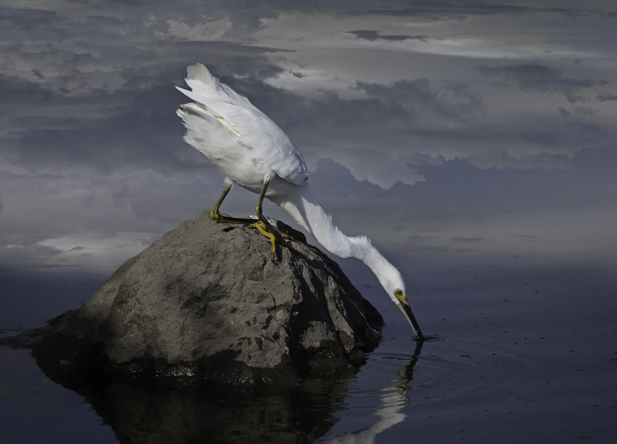   Snowy Egret Fishing  ©2026 