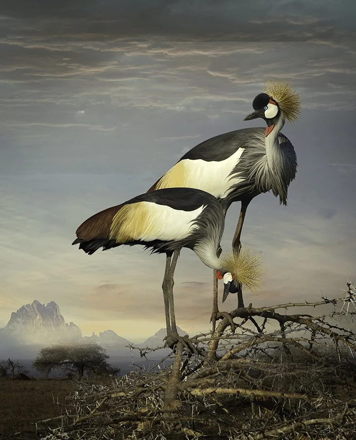   Grey Crowned Cranes  ©2014 