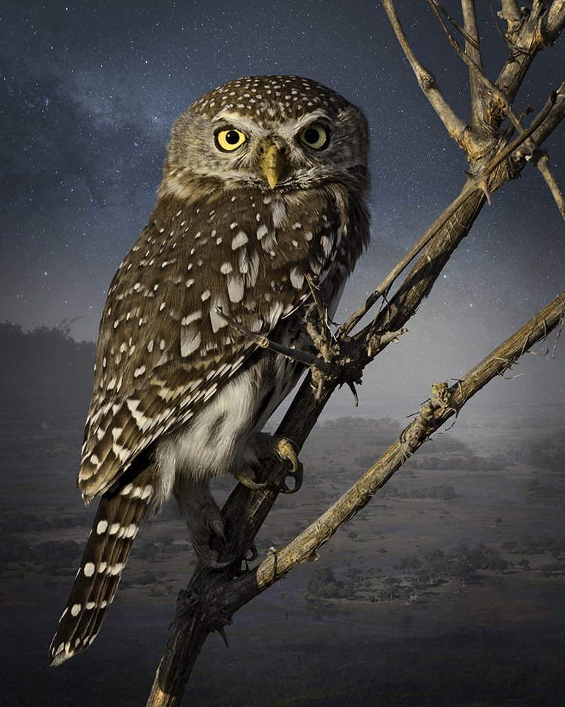   Pearl-Spotted Owlet  ©2016 