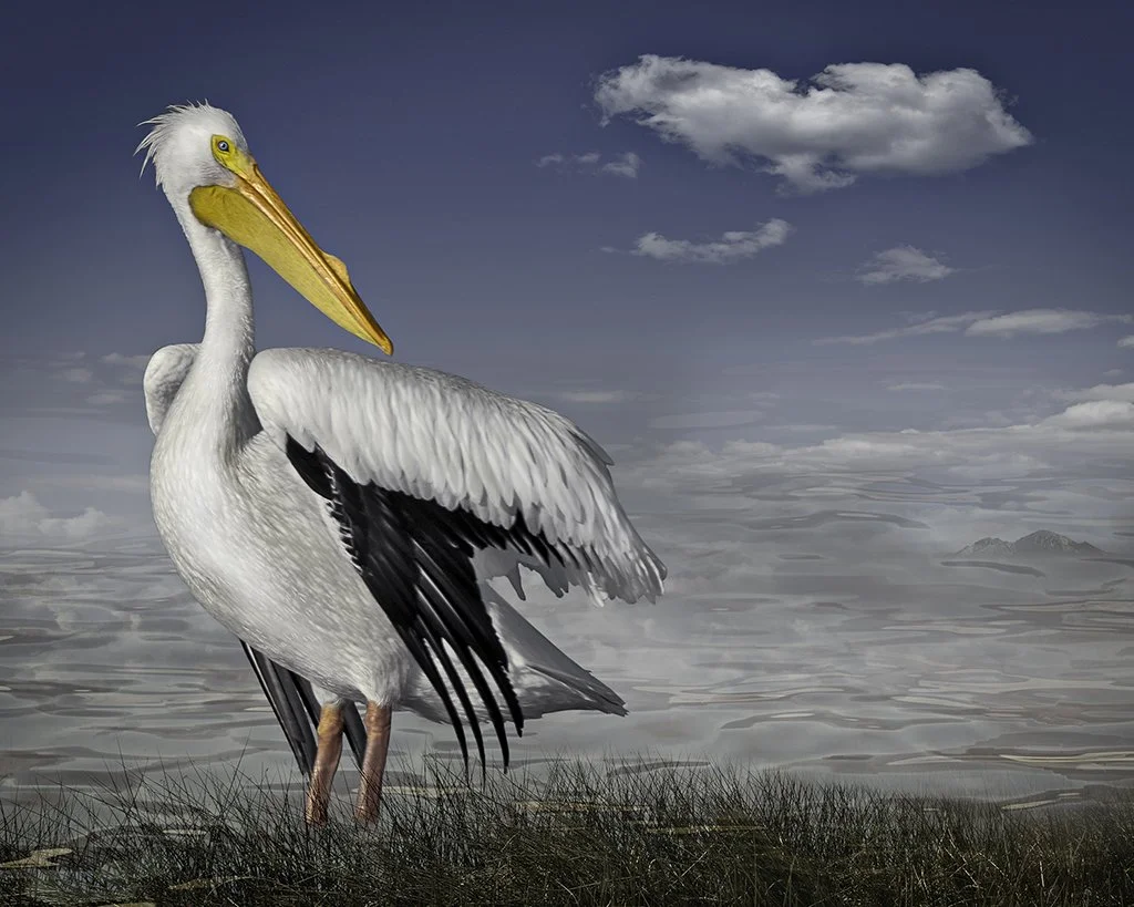   White Pelican by the Sea  ©2012 