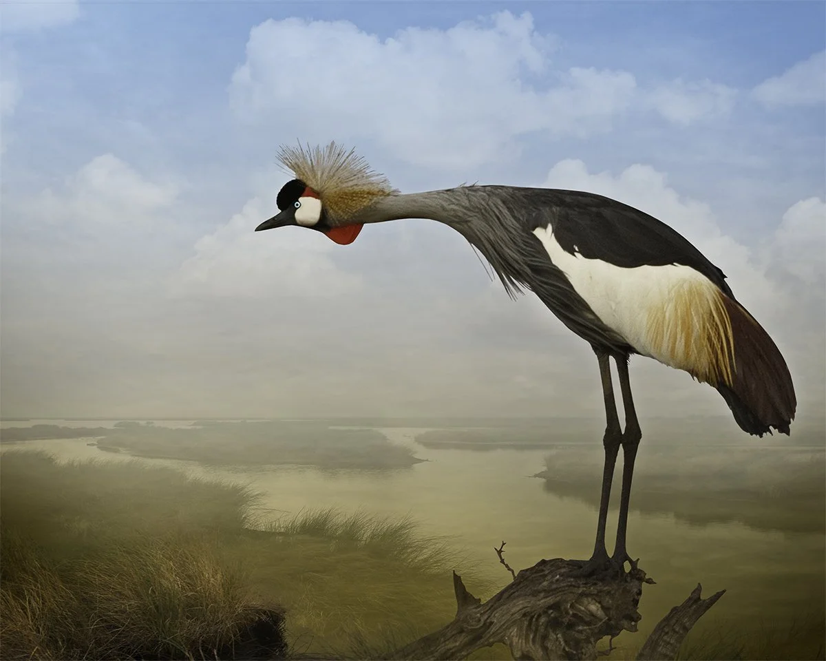   Crowned Crane Calling   ©2019 