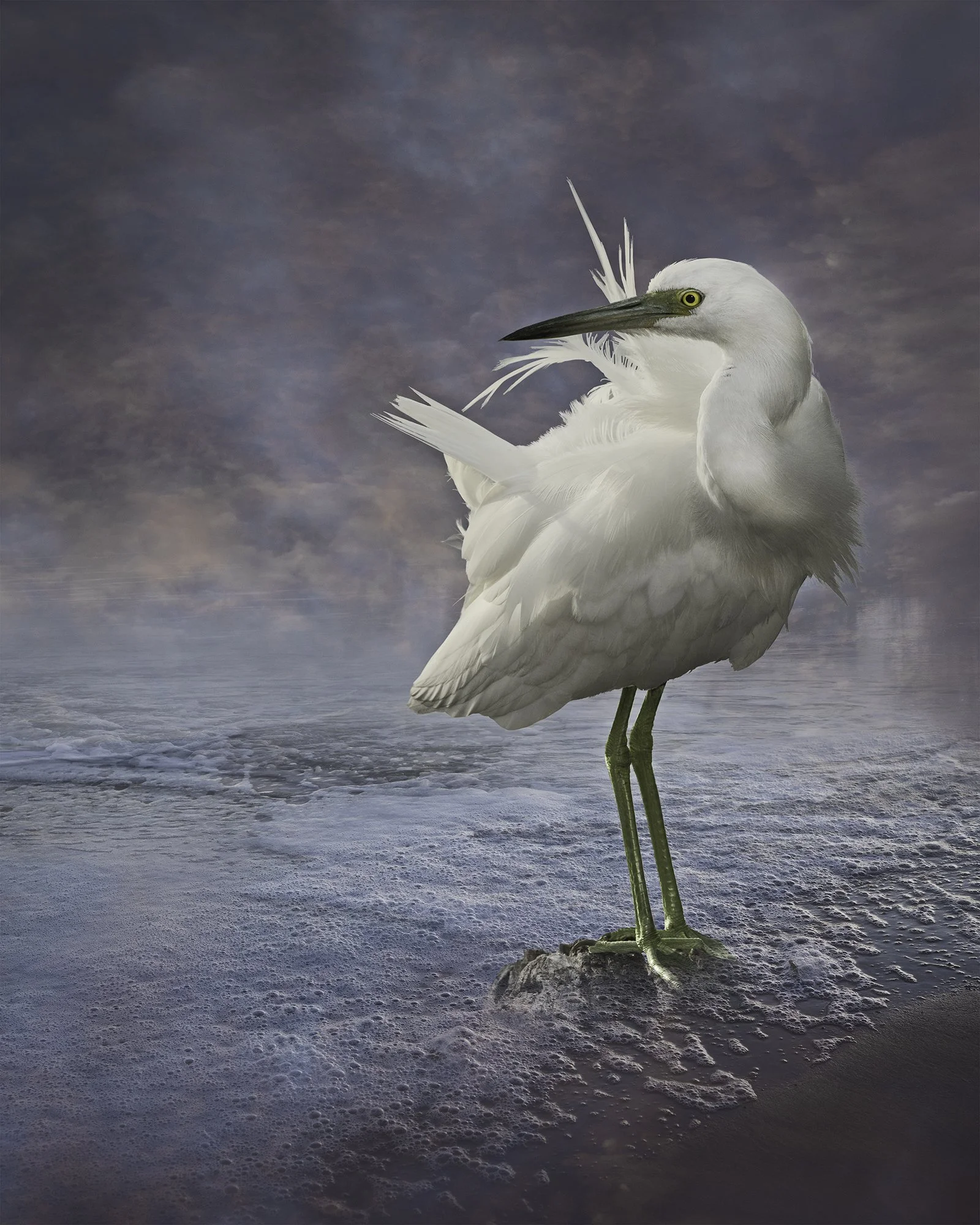   Juvenile Little Blue Heron in the Mist  ©2024 