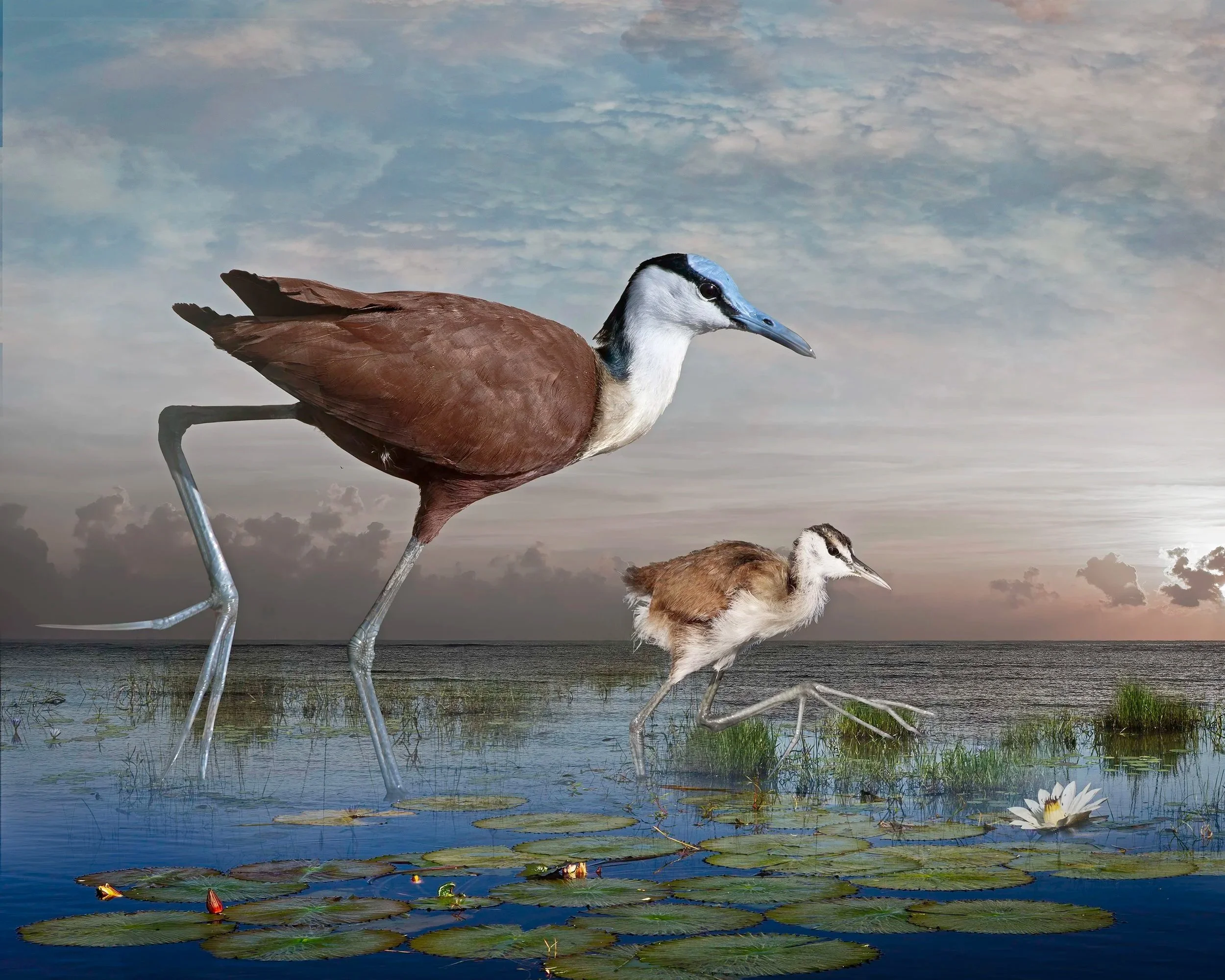   African Jacana Family  ©  2025 