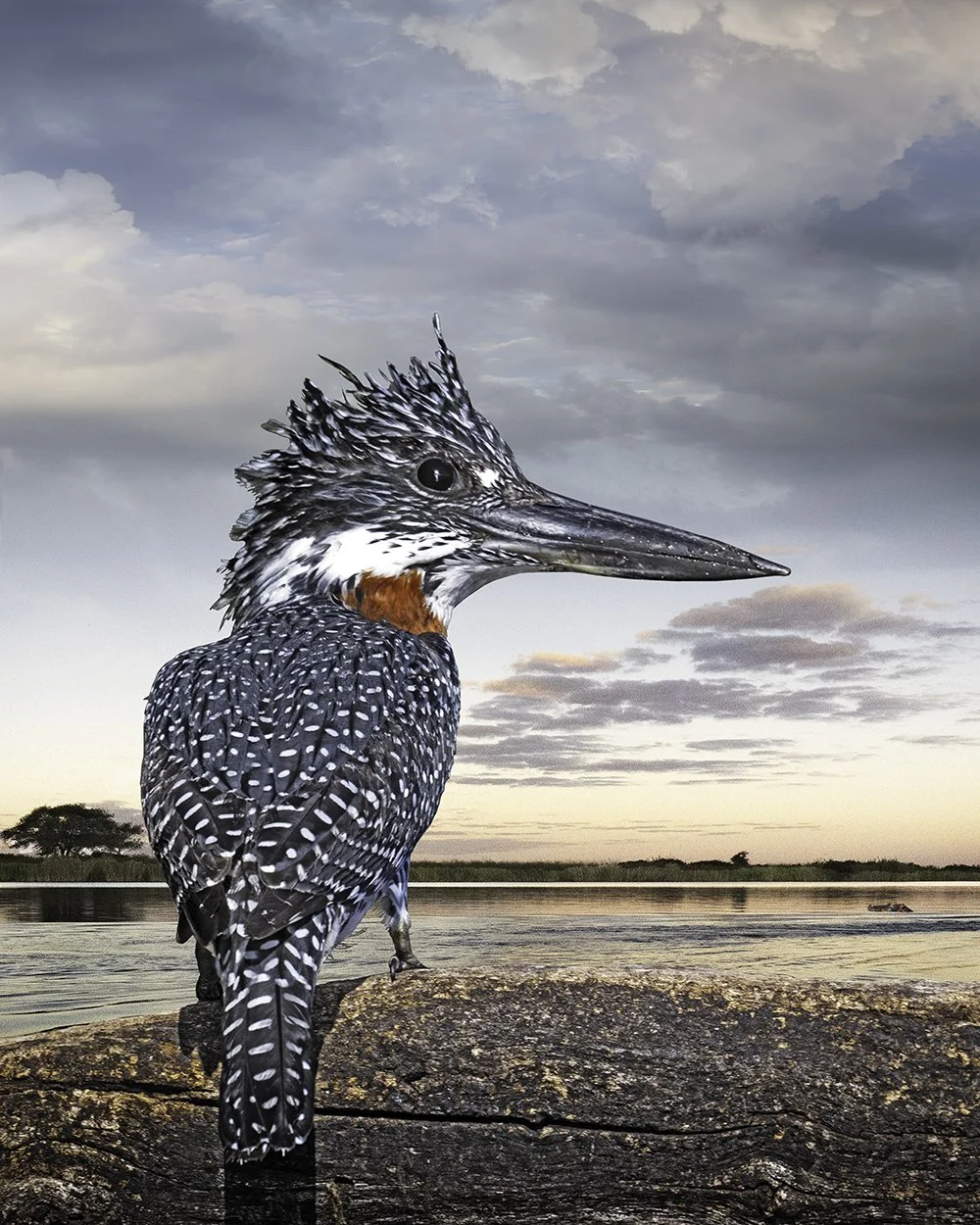 Giant Kingfisher © 2025