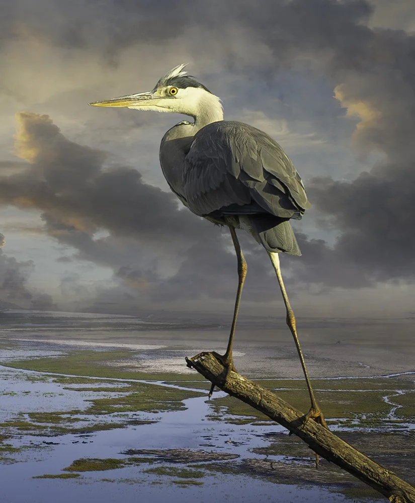   Grey Heron  ©  2026 