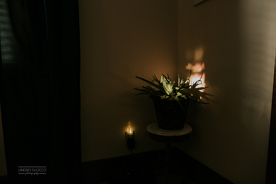The last little drop of sunlight in our house lights up the aloe.