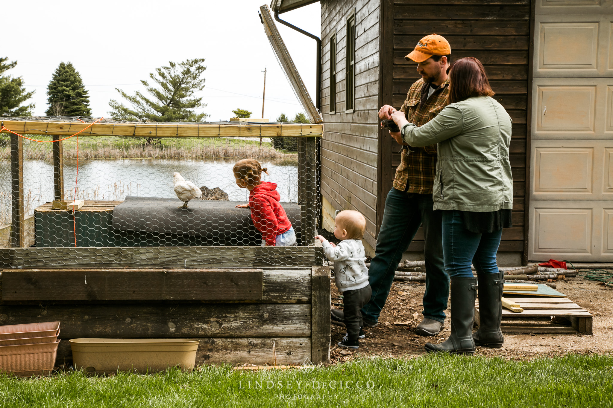 family checking on the chickens