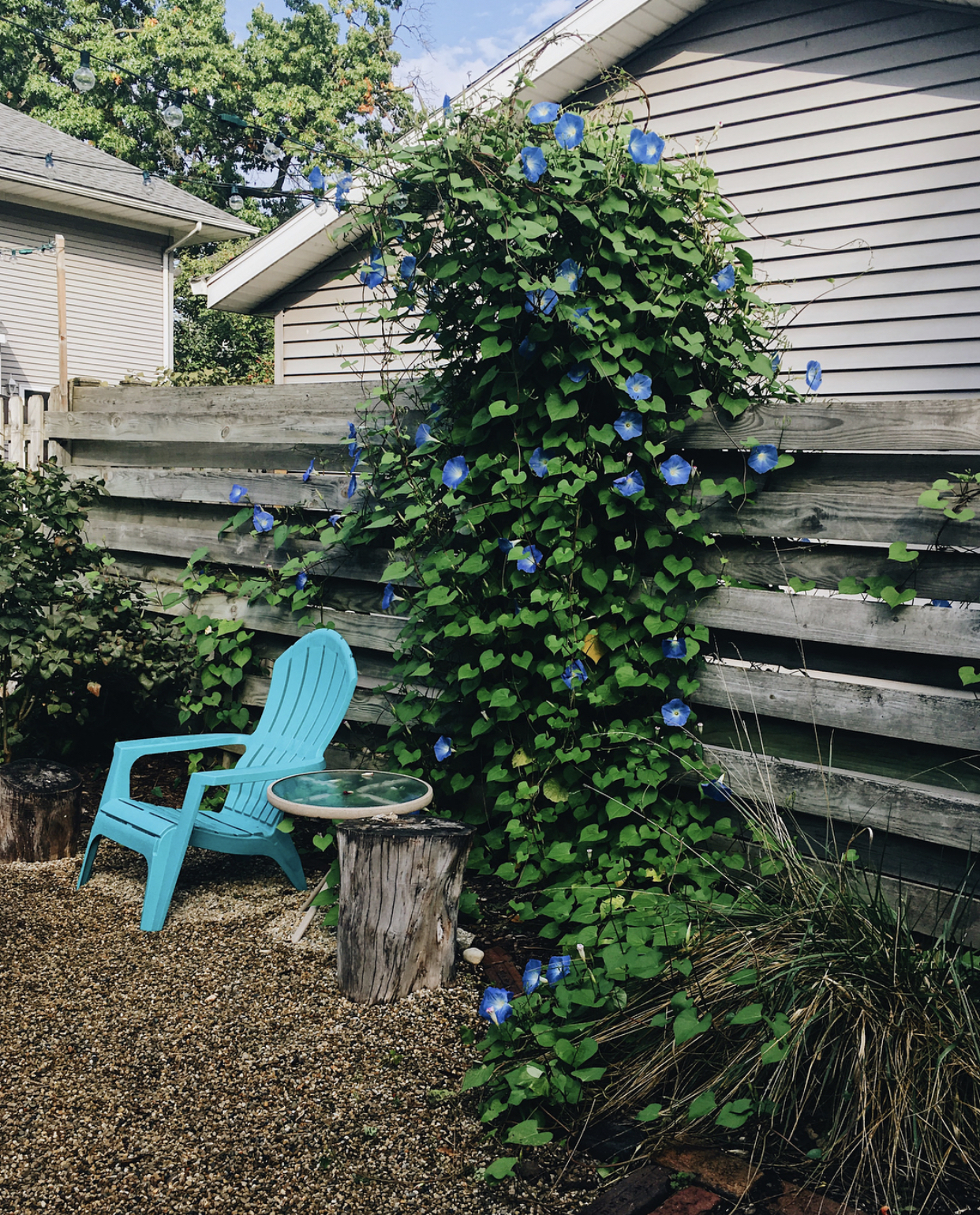 This is mid growth. It kept climbing our light wires above our fire pit for several more weeks. Pretty!