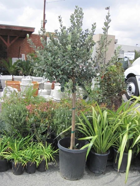 patiotree1.jpg