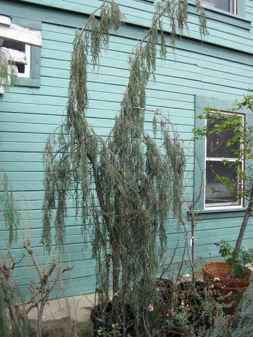 bellefontainetolleson'sweeping.jpg