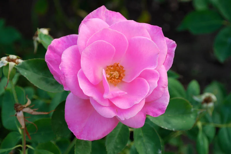 bellefontaine flowers - 077.jpg