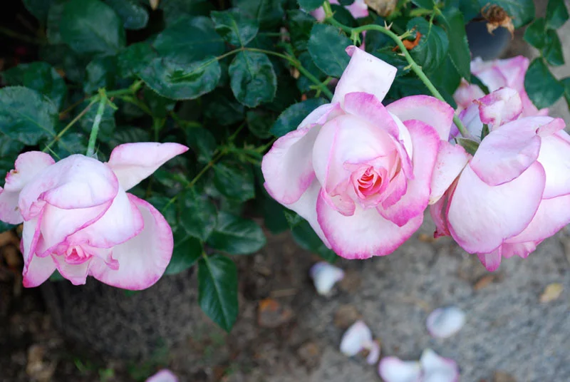 bellefontaine flowers - 075.jpg