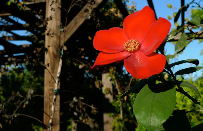 p1000873.jpg