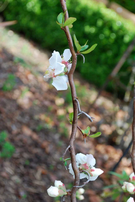 bellefontaine flowers - 201.jpg