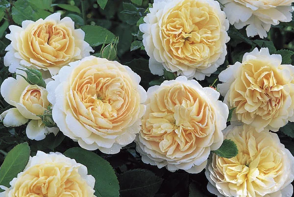 Crocus Rose (Emanuel)