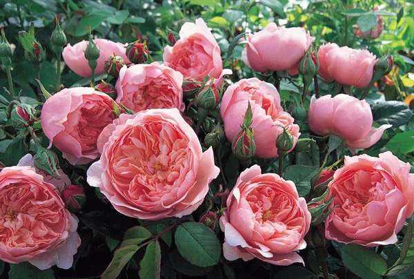 The Ainwick Rose