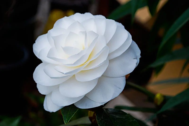 bellefontaine flowers - 280-v2.jpg