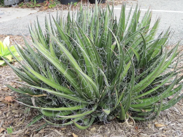 Very Drought Tolerant!
