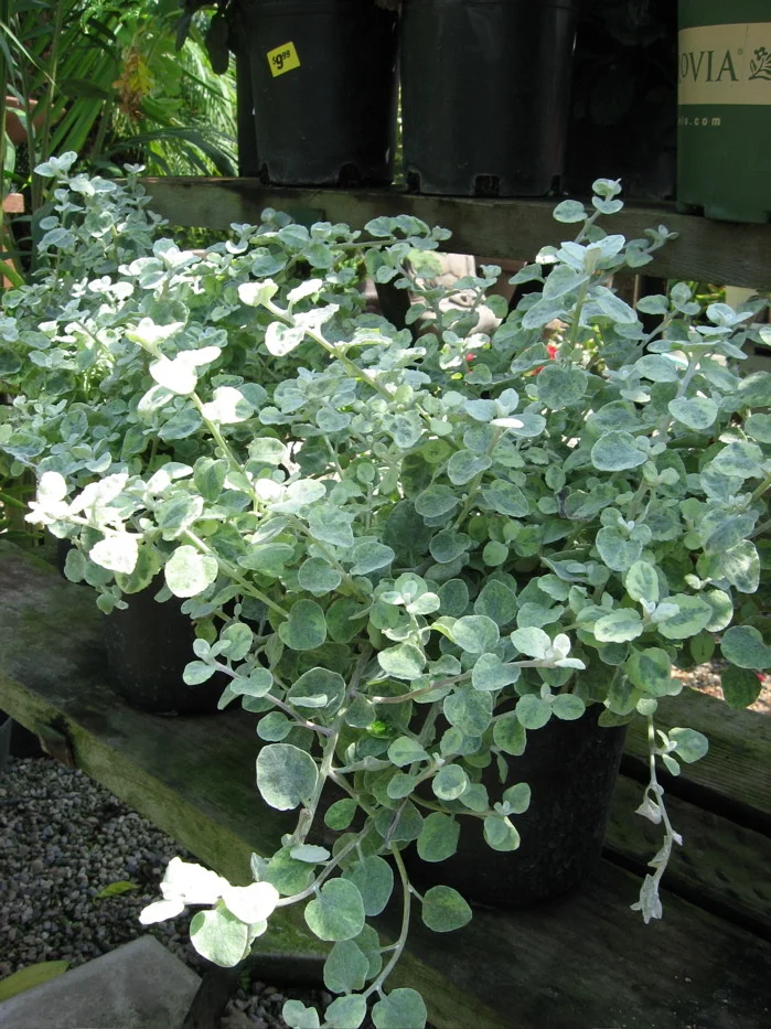 Licorice Plant, Helichrysum