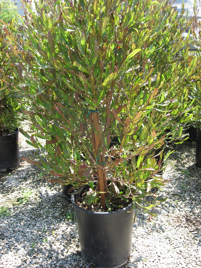 Hopseed Bush, Dodonaea