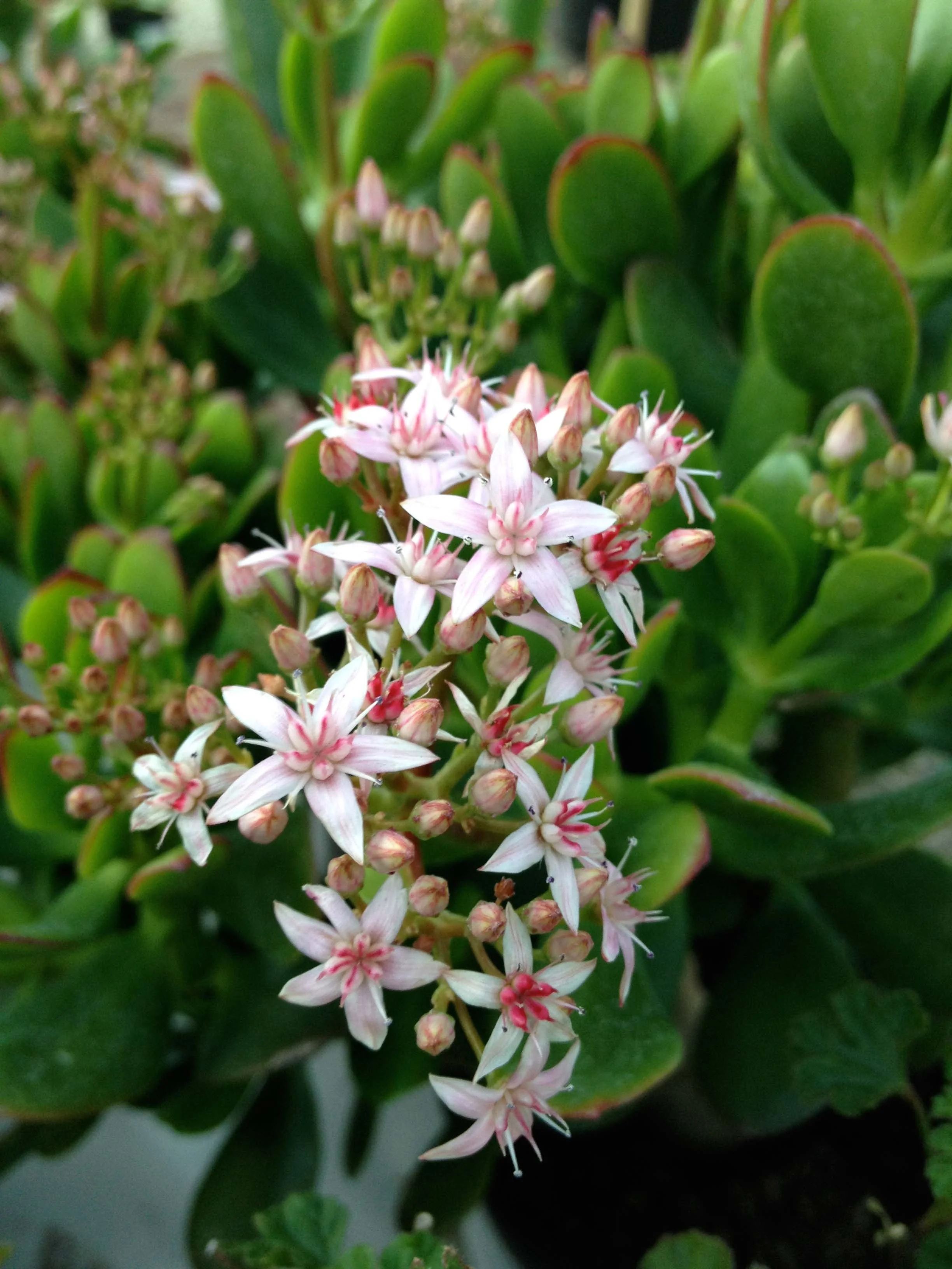 Crassula ovata in bloom
