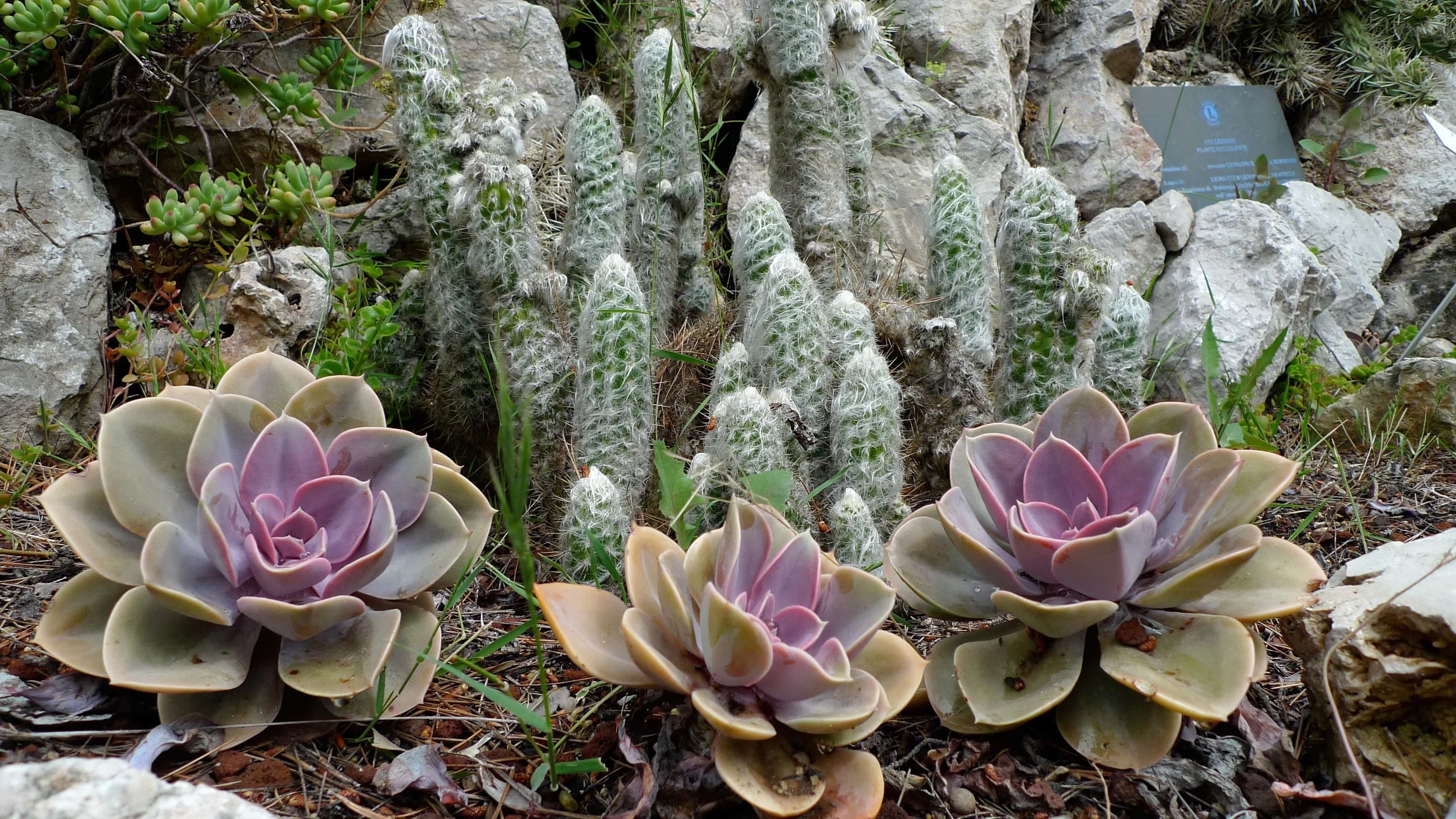 Succulents and Cactus