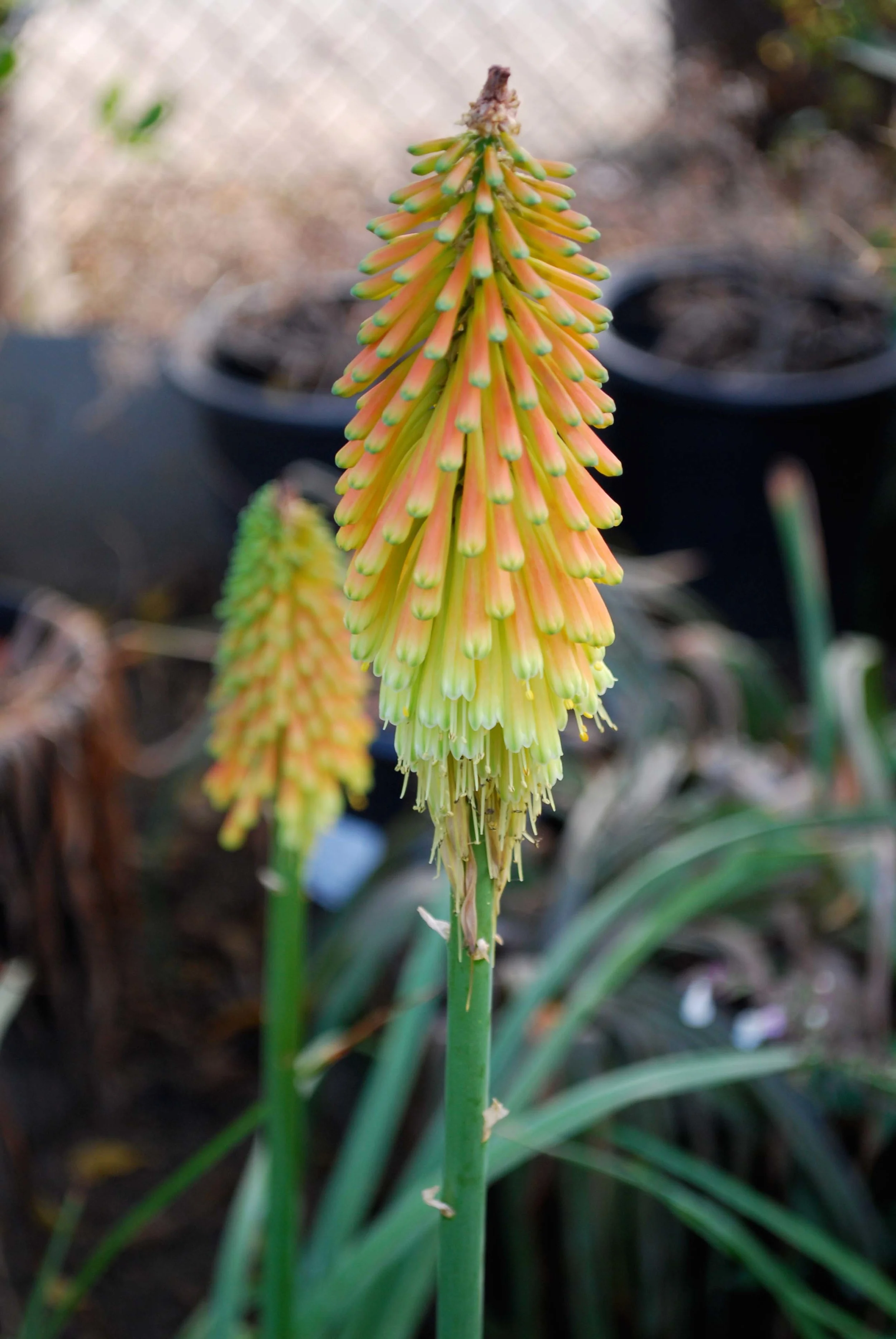 Red-Hot Poker, Kniphofia