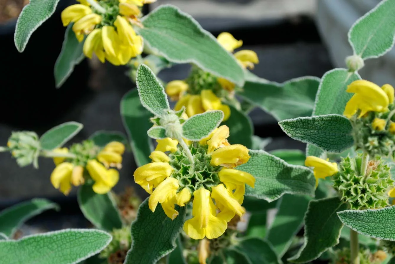 Jerusalem Sage, Phlomis Flowers