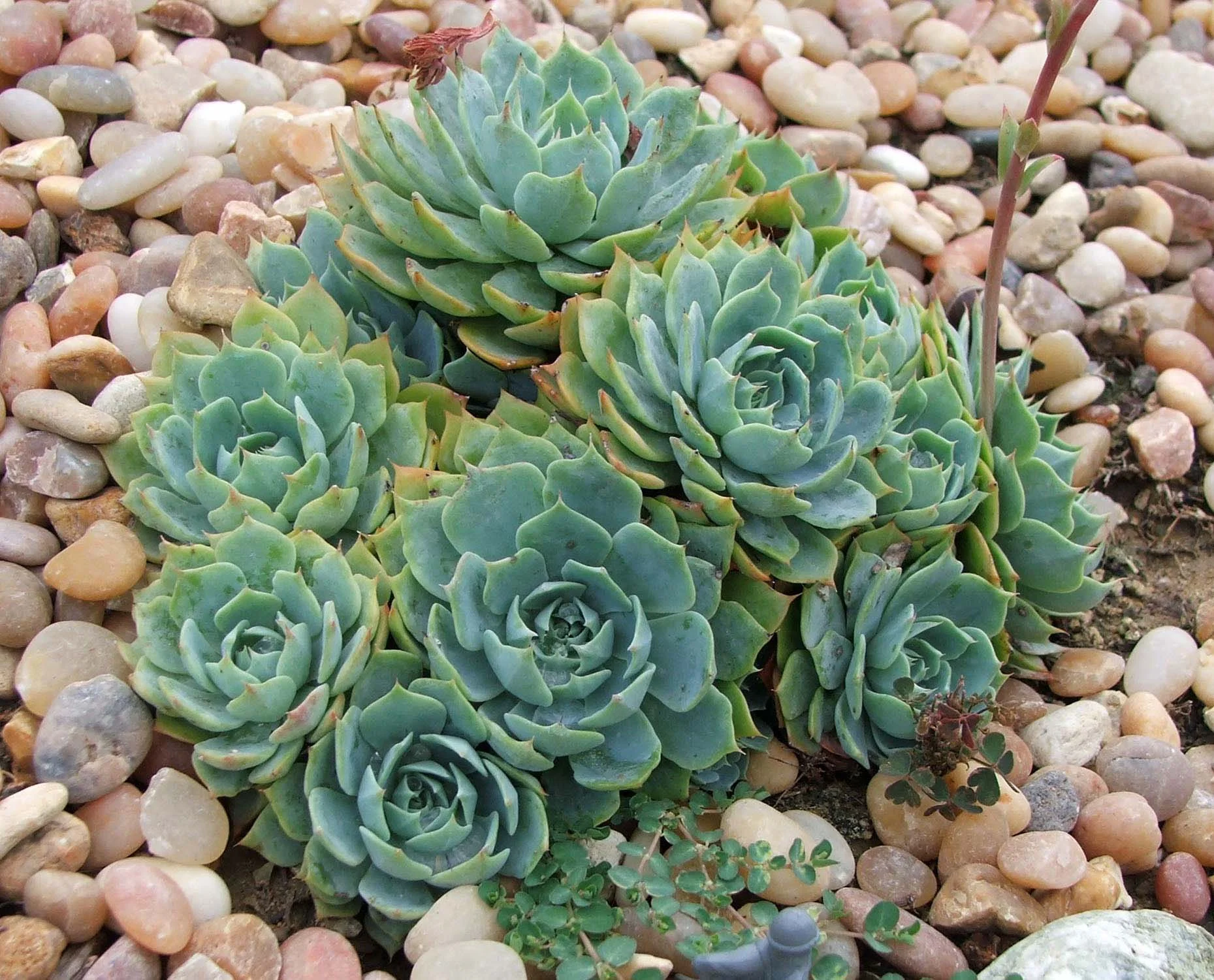 Hens and Chicks, Sempervivum