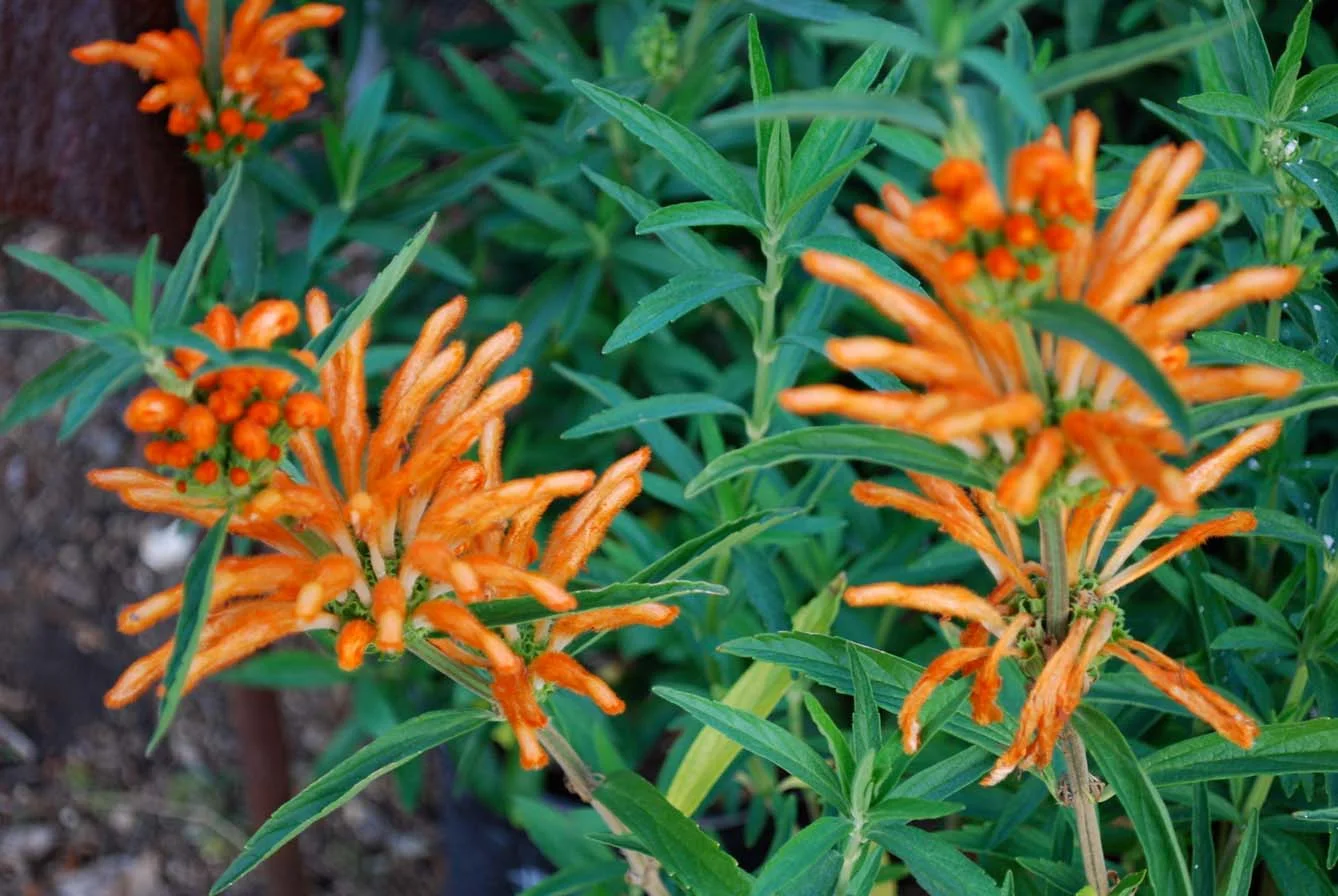 Bellefontaine Flowers - 119.jpg