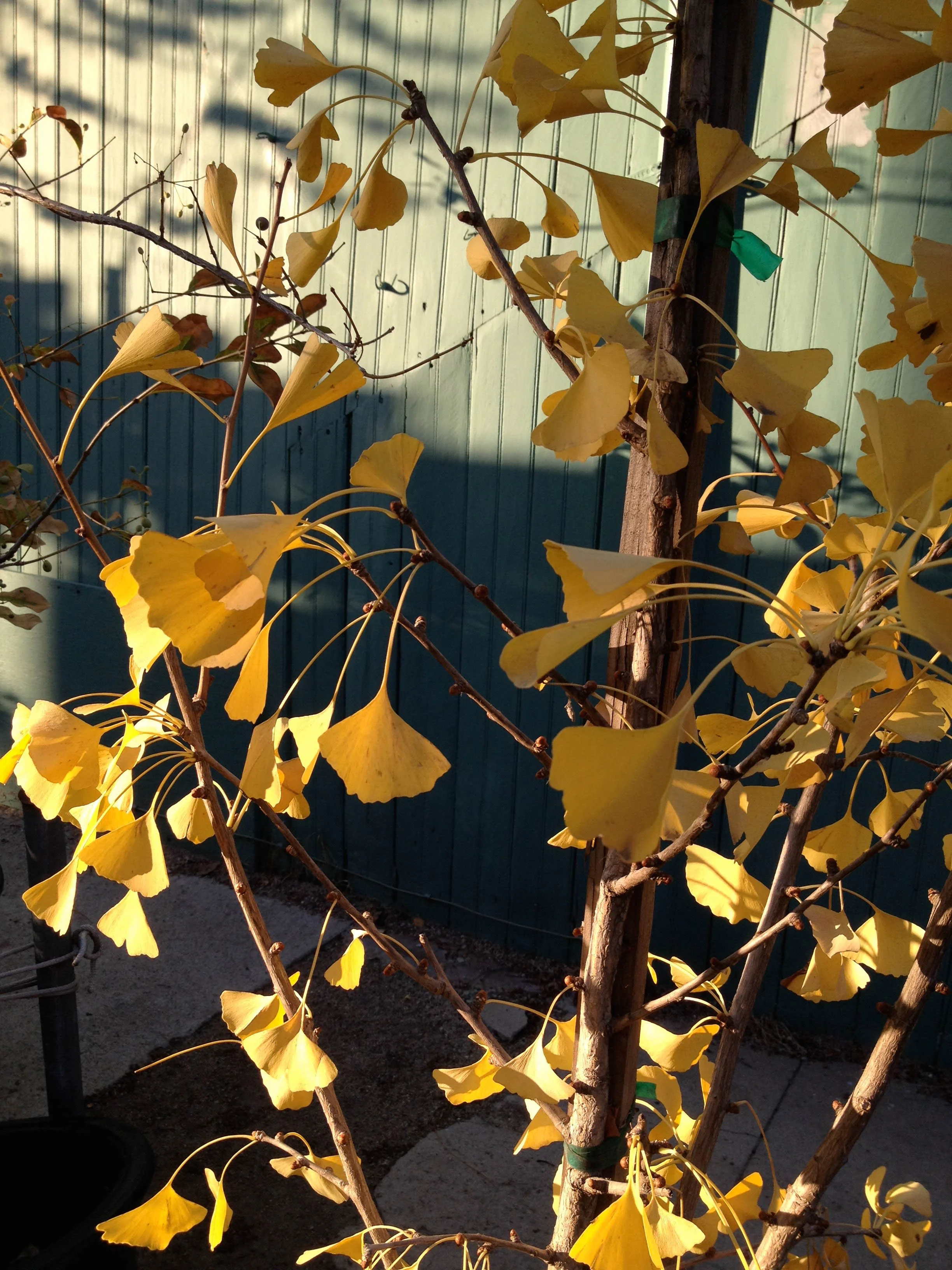 Gingko bilboba